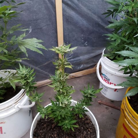 Independencia  growlog timeline photo