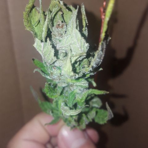 Independencia  growlog timeline photo