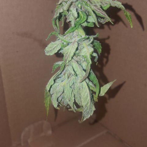 Independencia  growlog timeline photo