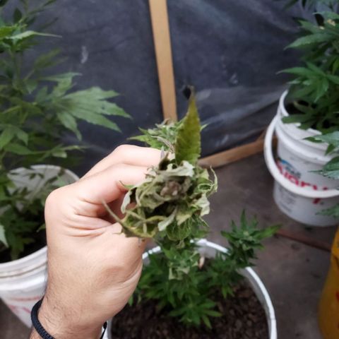 Independencia  growlog timeline photo