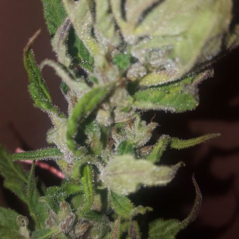 Independencia  growlog timeline photo