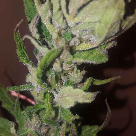 Independencia  growlog timeline photo