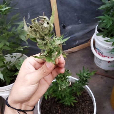 Independencia  growlog timeline photo