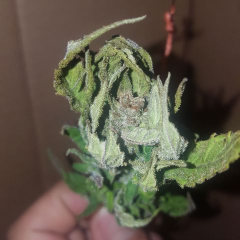 Independencia  growlog timeline photo