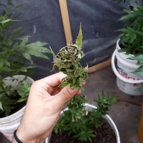 Independencia  growlog timeline photo