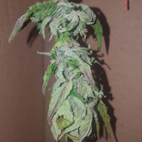 Independencia  growlog timeline photo