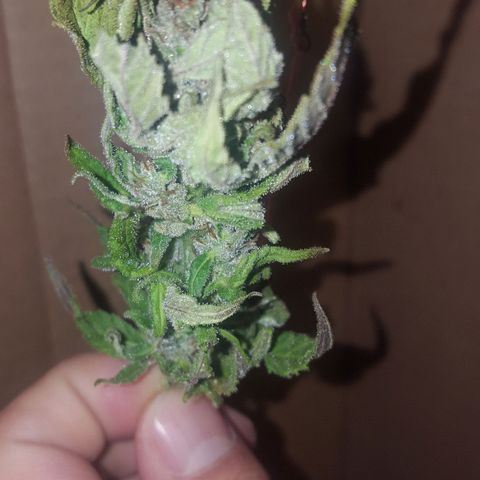 Independencia  growlog timeline photo