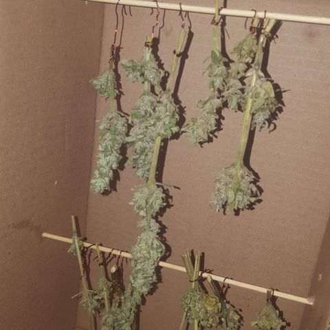 Independencia  growlog timeline photo