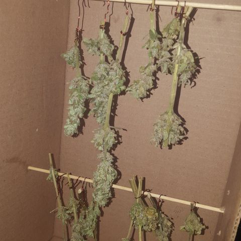Independencia  growlog timeline photo
