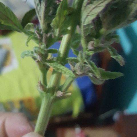 Independencia  growlog timeline photo