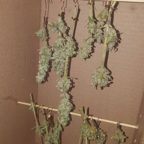 Independencia  growlog timeline photo