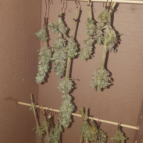 Independencia  growlog timeline photo