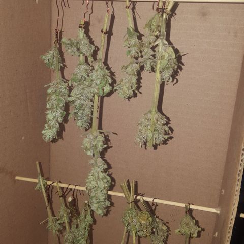 Independencia  growlog timeline photo