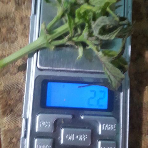 Independencia  growlog timeline photo