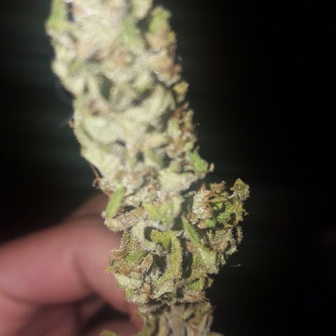 Independencia  growlog timeline photo