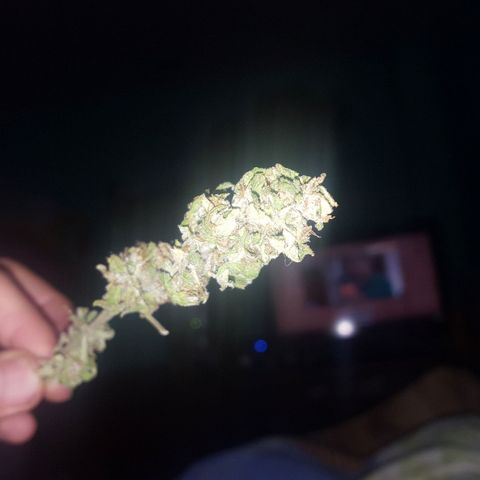 Independencia  growlog timeline photo