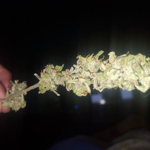 Independencia  growlog timeline photo
