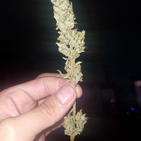 Independencia  growlog timeline photo