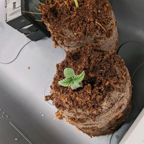 Euphoria #1 growlog photo: Abends und Kappe vom Keimling abgemacht