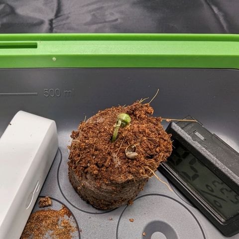 Euphoria #1 growlog timeline photo