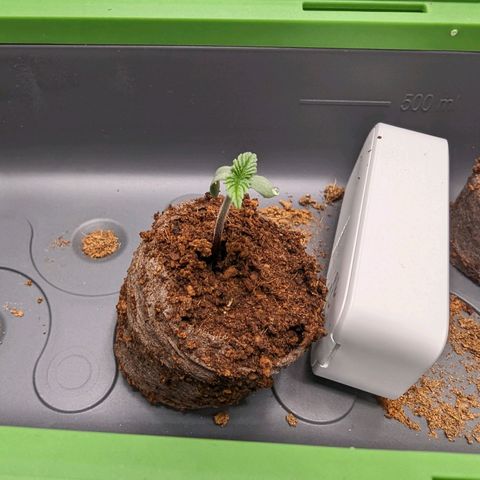 Euphoria #1 growlog timeline photo