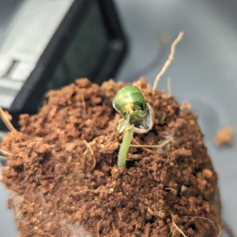 Euphoria #1 growlog timeline photo