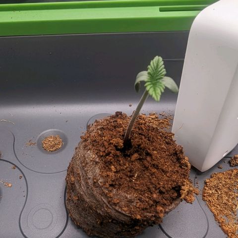 Euphoria #1 growlog timeline photo