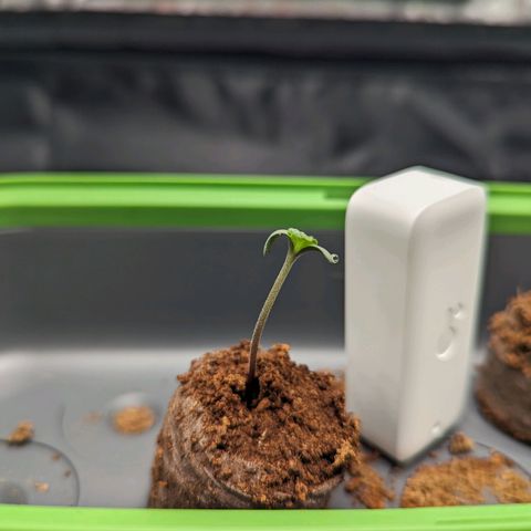 Euphoria #1 growlog timeline photo