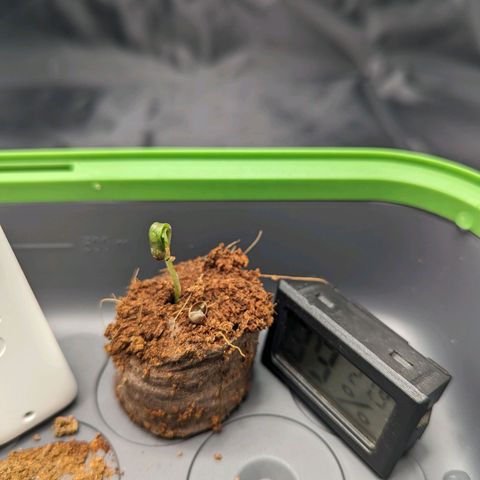 Euphoria #1 growlog timeline photo