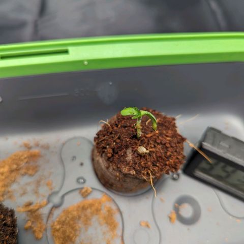 Euphoria #1 growlog photo: Irgendwas hat dran geklebt, abgemacht und weiter beobachten