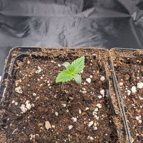 Euphoria #1 growlog timeline photo