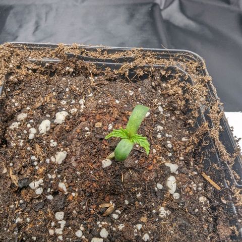 Euphoria #1 growlog timeline photo