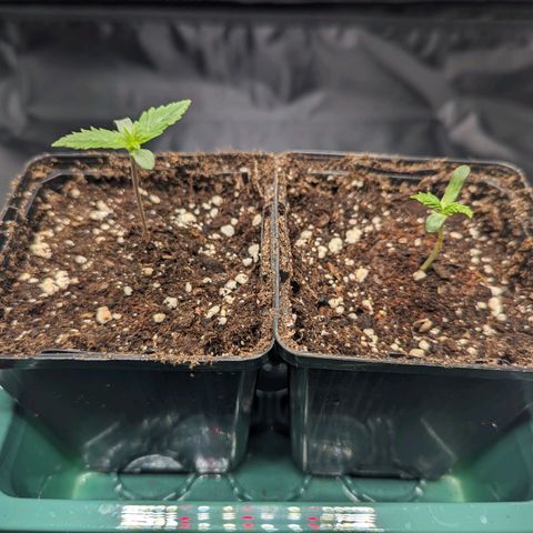 Euphoria #1 growlog timeline photo