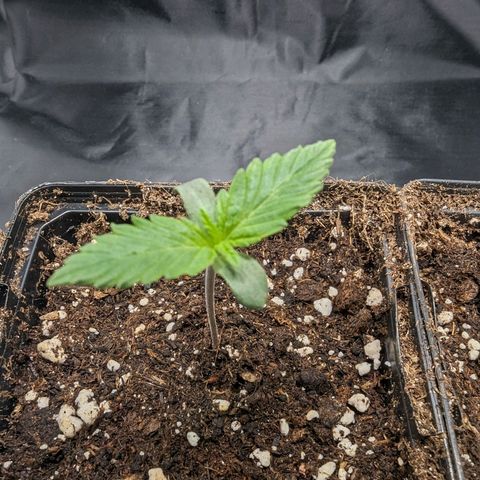 Euphoria #1 growlog timeline photo