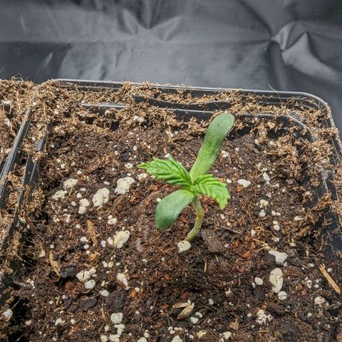 Euphoria #1 growlog timeline photo