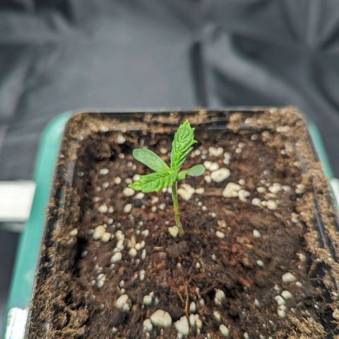 Euphoria #1 growlog timeline photo