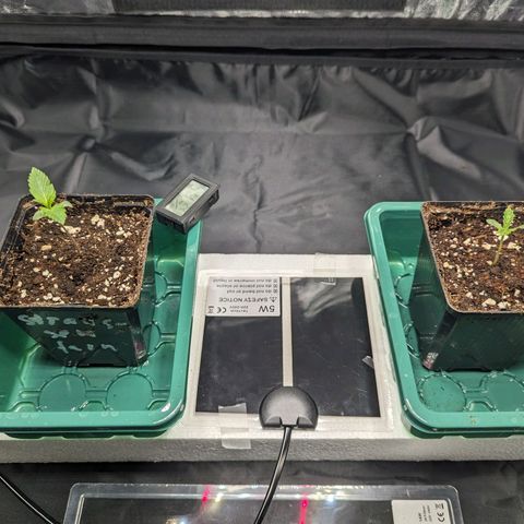 Euphoria #1 growlog timeline photo