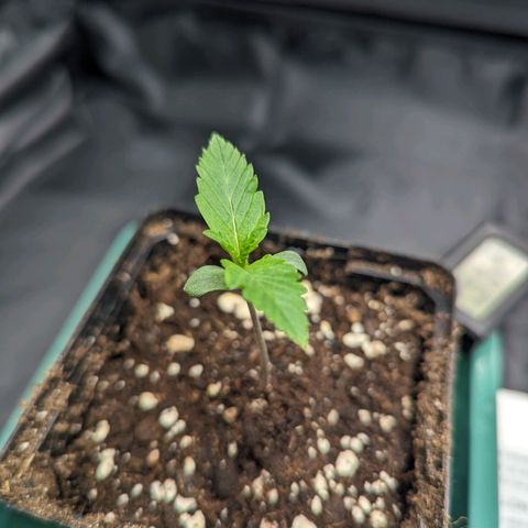 Euphoria #1 growlog timeline photo