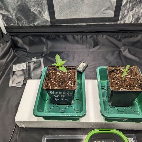 Euphoria #1 growlog timeline photo