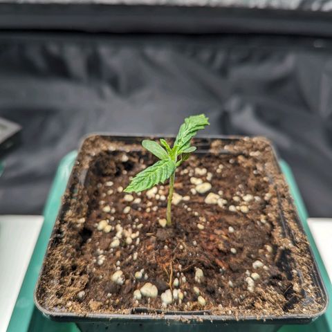 Euphoria #1 growlog timeline photo
