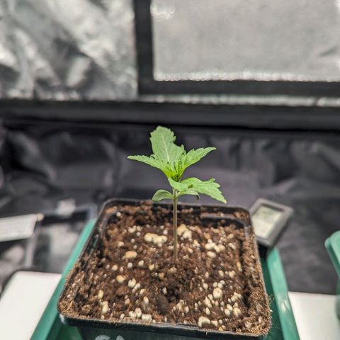 Euphoria #1 growlog timeline photo