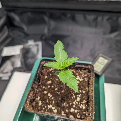 Euphoria #1 growlog timeline photo