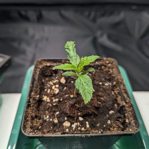 Euphoria #1 growlog timeline photo