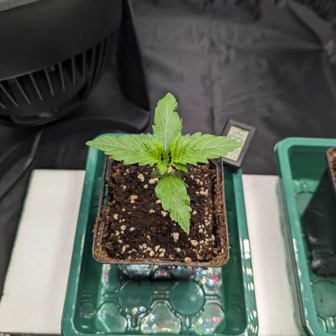 Euphoria #1 growlog timeline photo