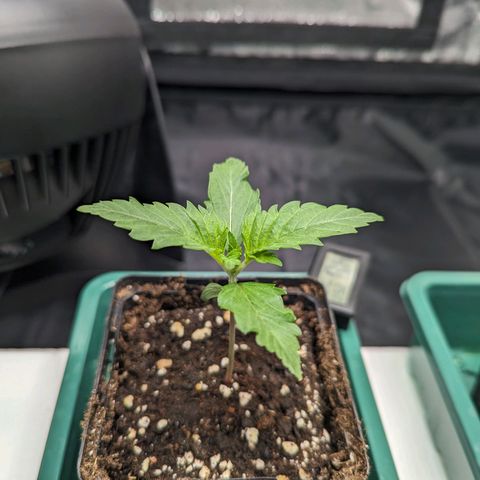 Euphoria #1 growlog timeline photo