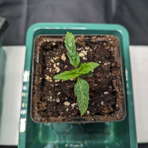 Euphoria #1 growlog timeline photo