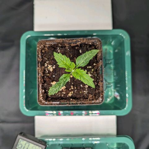 Euphoria #1 growlog timeline photo