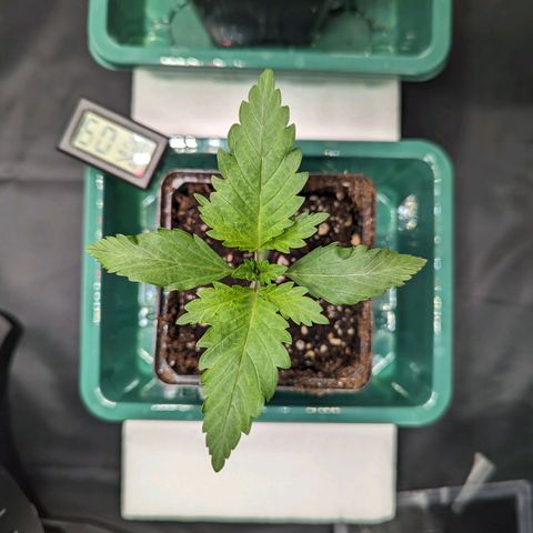 Euphoria #1 growlog timeline photo