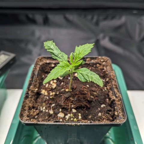 Euphoria #1 growlog timeline photo