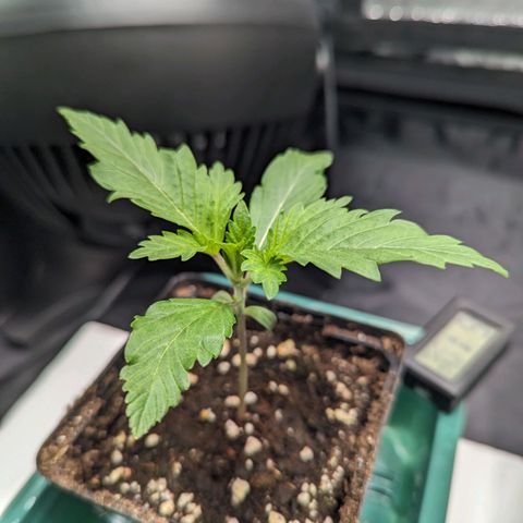 Euphoria #1 growlog timeline photo